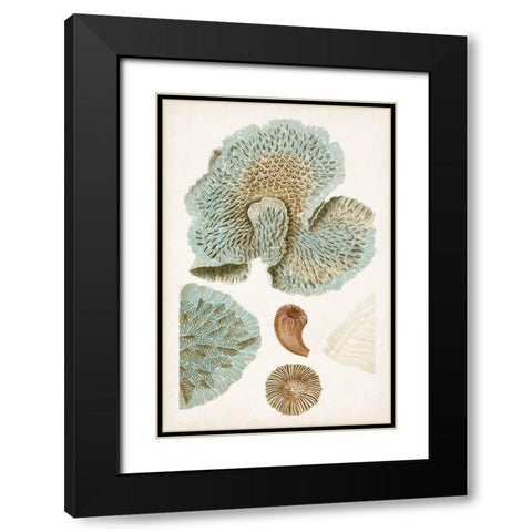 Coastal Curiosity V Black Modern Wood Framed Art Print with Double Matting by Unknown