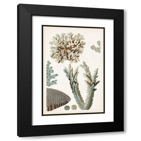 Coastal Curiosity VI Black Modern Wood Framed Art Print with Double Matting by Unknown