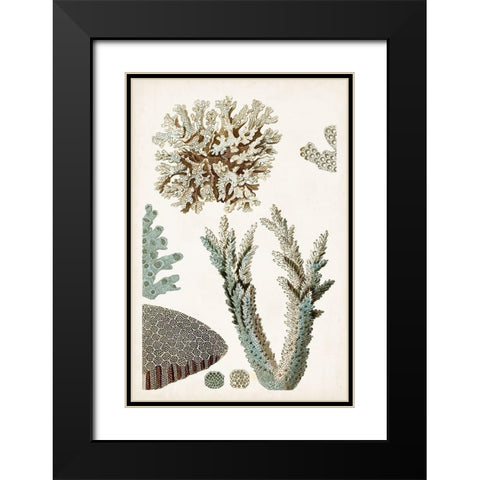 Coastal Curiosity VI Black Modern Wood Framed Art Print with Double Matting by Unknown