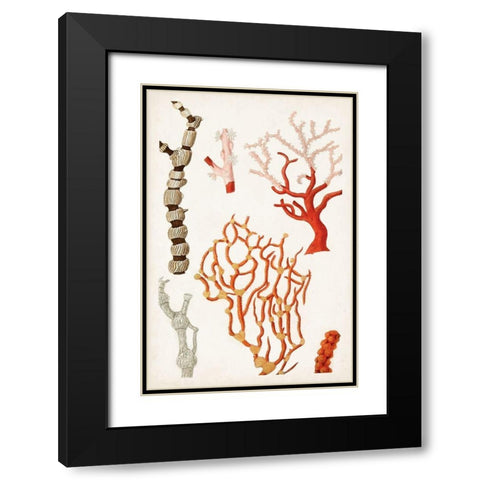 Coastal Curiosity VII Black Modern Wood Framed Art Print with Double Matting by Unknown