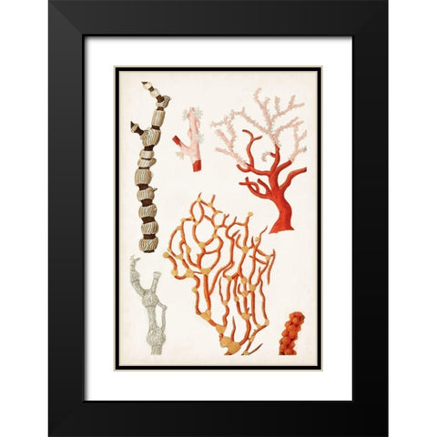 Coastal Curiosity VII Black Modern Wood Framed Art Print with Double Matting by Unknown