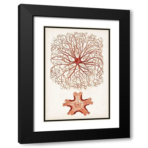 Coastal Curiosity VIII Black Modern Wood Framed Art Print with Double Matting by Unknown