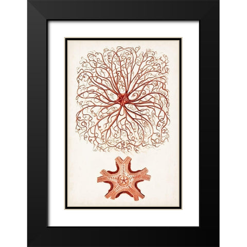 Coastal Curiosity VIII Black Modern Wood Framed Art Print with Double Matting by Unknown