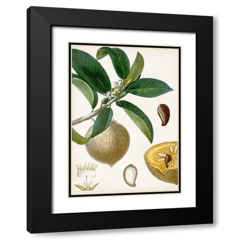 Turpin Tropical Fruit I Black Modern Wood Framed Art Print with Double Matting by Turpin