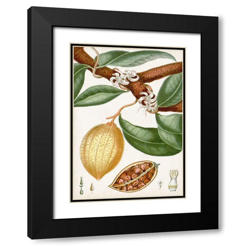 Turpin Tropical Fruit II Black Modern Wood Framed Art Print with Double Matting by Turpin