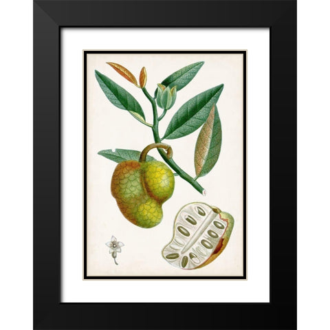 Turpin Tropical Fruit III Black Modern Wood Framed Art Print with Double Matting by Turpin