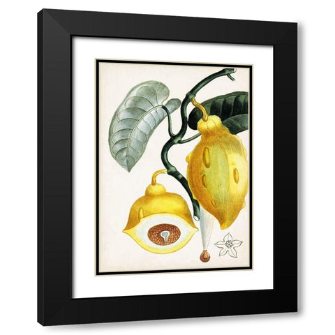 Turpin Tropical Fruit IV Black Modern Wood Framed Art Print with Double Matting by Turpin