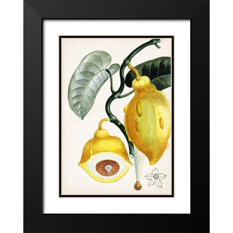 Turpin Tropical Fruit IV Black Modern Wood Framed Art Print with Double Matting by Turpin