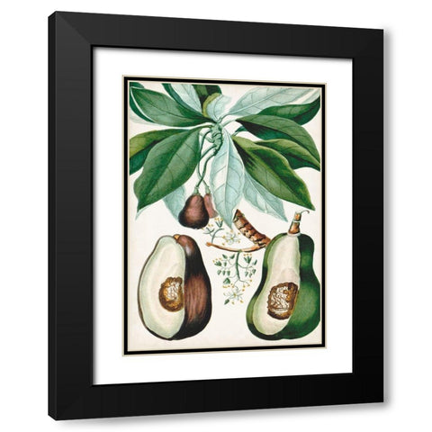 Turpin Tropical Fruit V Black Modern Wood Framed Art Print with Double Matting by Turpin