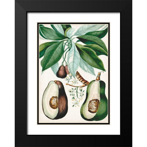 Turpin Tropical Fruit V Black Modern Wood Framed Art Print with Double Matting by Turpin