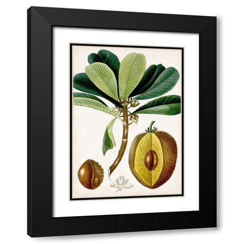 Turpin Tropical Fruit VI Black Modern Wood Framed Art Print with Double Matting by Turpin