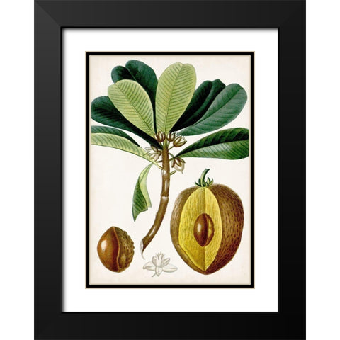 Turpin Tropical Fruit VI Black Modern Wood Framed Art Print with Double Matting by Turpin