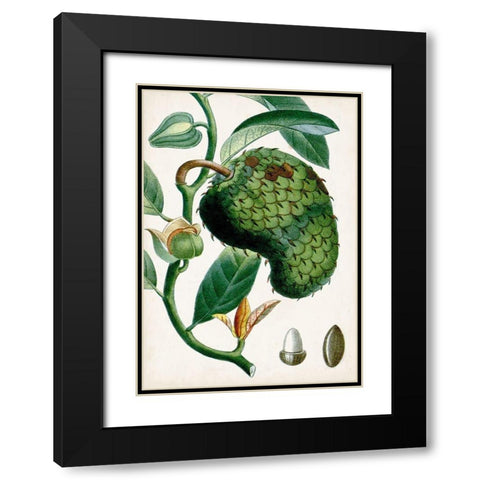 Turpin Tropical Fruit VIII Black Modern Wood Framed Art Print with Double Matting by Turpin