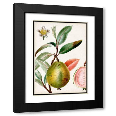 Turpin Tropical Fruit IX Black Modern Wood Framed Art Print with Double Matting by Turpin