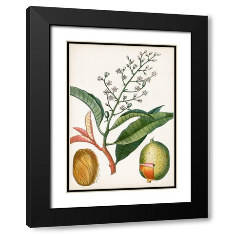 Turpin Tropical Fruit X Black Modern Wood Framed Art Print with Double Matting by Turpin