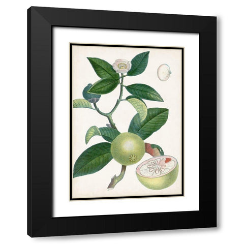 Turpin Tropical Fruit XI Black Modern Wood Framed Art Print with Double Matting by Turpin