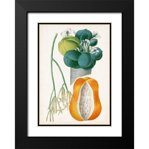 Turpin Tropical Fruit XII Black Modern Wood Framed Art Print with Double Matting by Turpin