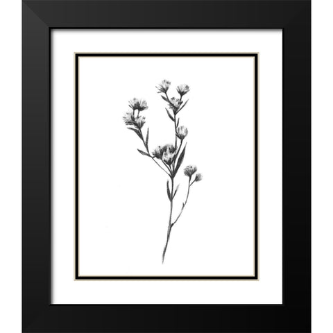 Wild Thistle I Black Modern Wood Framed Art Print with Double Matting by Scarvey, Emma