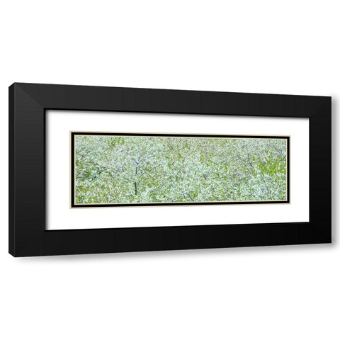 Tree Panorama I Black Modern Wood Framed Art Print with Double Matting by McLoughlin, James