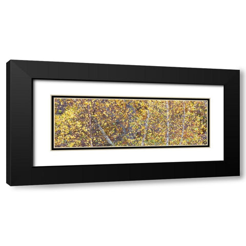 Tree Panorama III Black Modern Wood Framed Art Print with Double Matting by McLoughlin, James