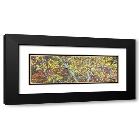 Tree Panorama IV Black Modern Wood Framed Art Print with Double Matting by McLoughlin, James