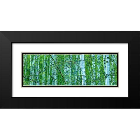 Tree Panorama V Black Modern Wood Framed Art Print with Double Matting by McLoughlin, James