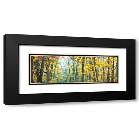 Tree Panorama VIII Black Modern Wood Framed Art Print with Double Matting by McLoughlin, James