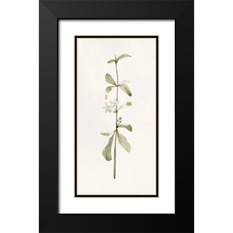 Early Blooms I Black Modern Wood Framed Art Print with Double Matting by Caroline, Emma