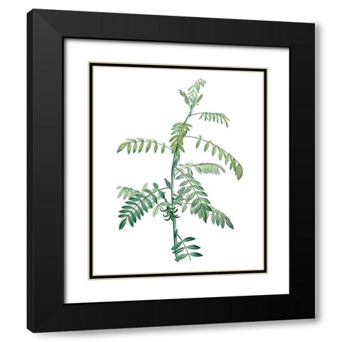 Soft Green Botanical III Black Modern Wood Framed Art Print with Double Matting by Vision Studio
