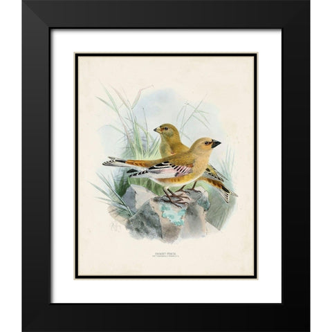 Antique Birds III Black Modern Wood Framed Art Print with Double Matting by Unknown