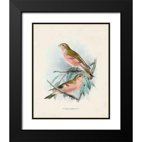 Antique Birds IV Black Modern Wood Framed Art Print with Double Matting by Unknown
