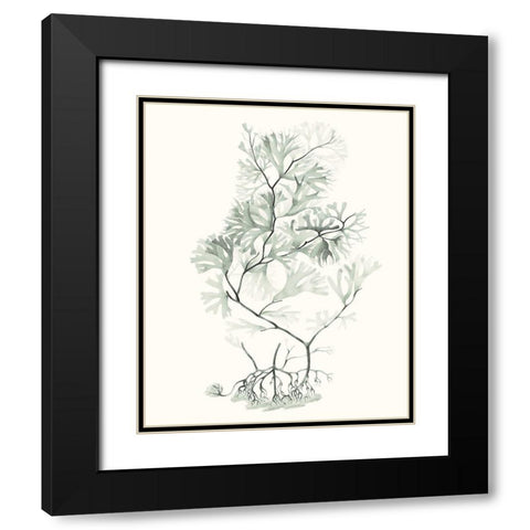 Sage Green Seaweed VI Black Modern Wood Framed Art Print with Double Matting by Vision Studio