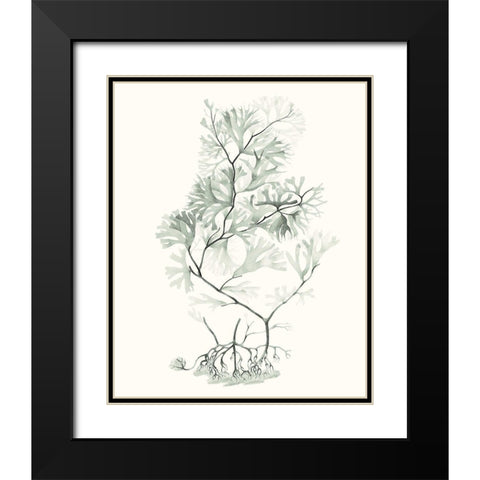 Sage Green Seaweed VI Black Modern Wood Framed Art Print with Double Matting by Vision Studio