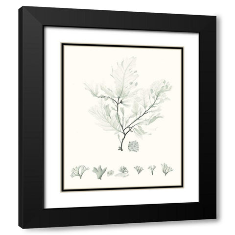 Sage Green Seaweed VII Black Modern Wood Framed Art Print with Double Matting by Vision Studio