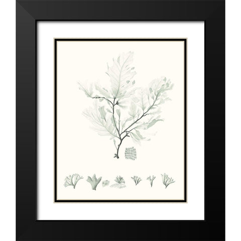 Sage Green Seaweed VII Black Modern Wood Framed Art Print with Double Matting by Vision Studio