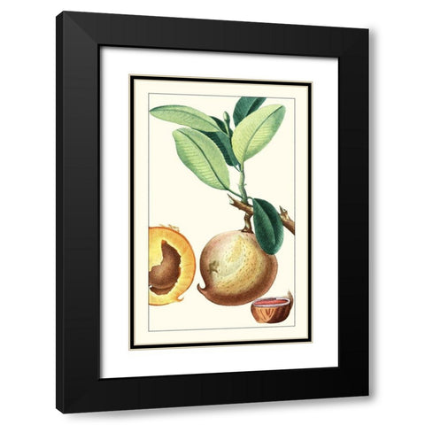 Turpin Exotic Botanical II Black Modern Wood Framed Art Print with Double Matting by Turpin