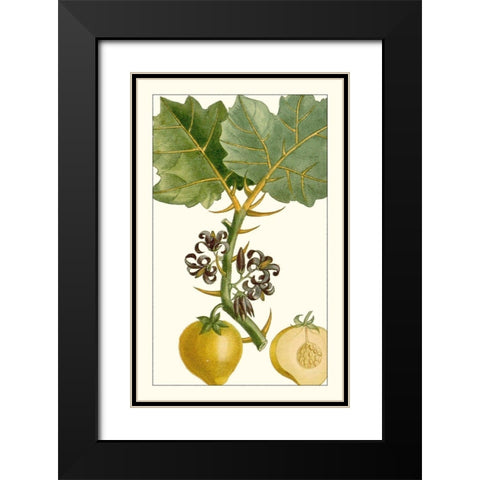 Turpin Exotic Botanical IV Black Modern Wood Framed Art Print with Double Matting by Turpin