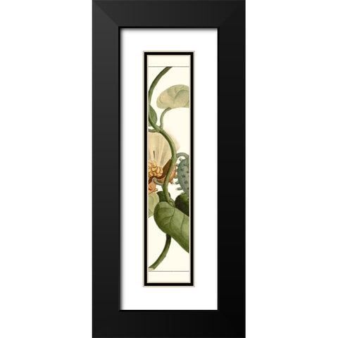 Turpin Exotic Botanical V Black Modern Wood Framed Art Print with Double Matting by Turpin