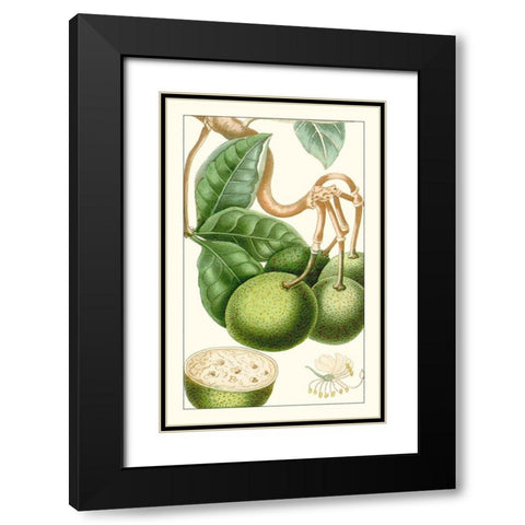 Turpin Exotic Botanical VI Black Modern Wood Framed Art Print with Double Matting by Turpin