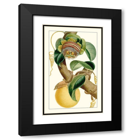 Turpin Exotic Botanical VII Black Modern Wood Framed Art Print with Double Matting by Turpin