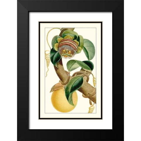 Turpin Exotic Botanical VII Black Modern Wood Framed Art Print with Double Matting by Turpin