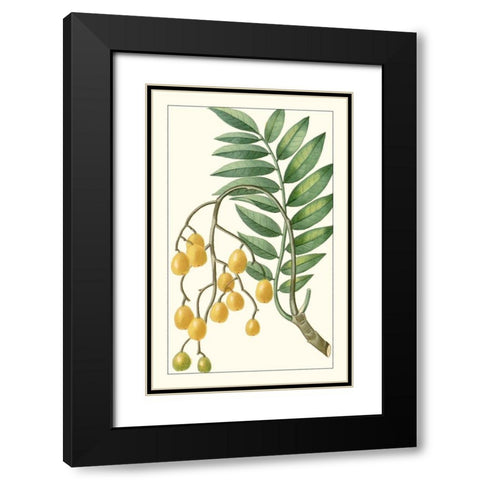 Turpin Exotic Botanical IX Black Modern Wood Framed Art Print with Double Matting by Turpin