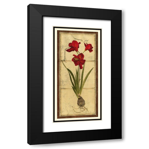 Amaryllis Panel II Black Modern Wood Framed Art Print with Double Matting by Vision Studio