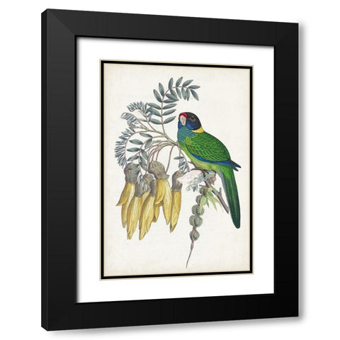 Tropical Bird and Flower II Black Modern Wood Framed Art Print with Double Matting by Vision Studio