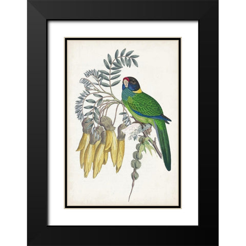 Tropical Bird and Flower II Black Modern Wood Framed Art Print with Double Matting by Vision Studio