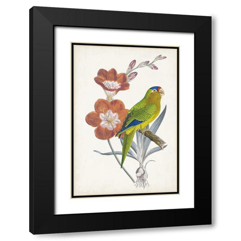 Tropical Bird and Flower III Black Modern Wood Framed Art Print with Double Matting by Vision Studio