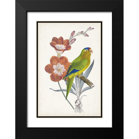 Tropical Bird and Flower III Black Modern Wood Framed Art Print with Double Matting by Vision Studio