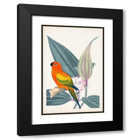 UA Tropical Bird and Flower IV Black Modern Wood Framed Art Print with Double Matting by Vision Studio