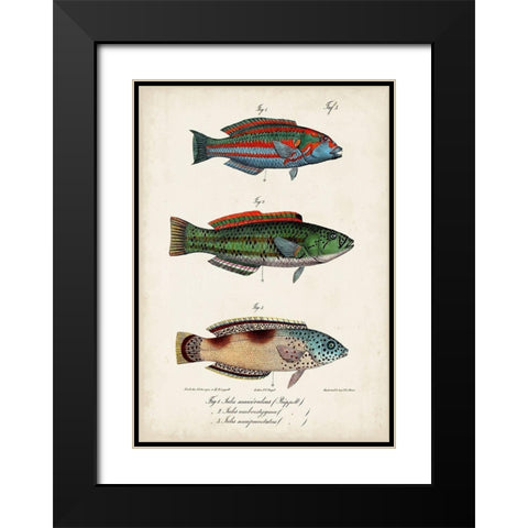 Antique Fish Trio I Black Modern Wood Framed Art Print with Double Matting by Vision Studio