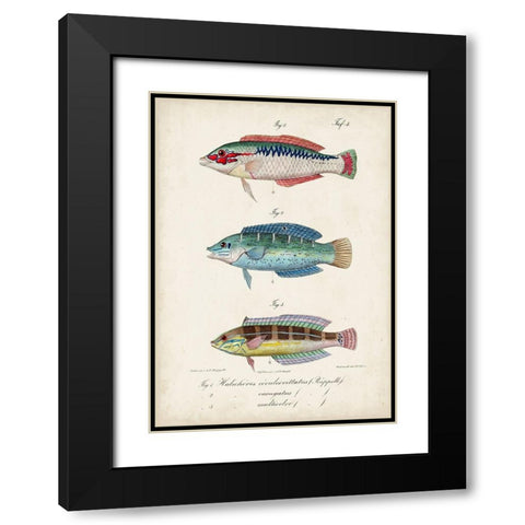 Antique Fish Trio II Black Modern Wood Framed Art Print with Double Matting by Vision Studio